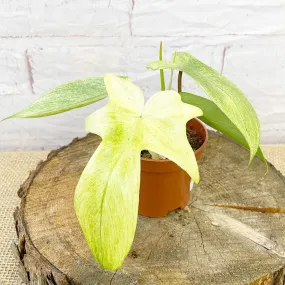 10 - 15cm Philodendron Florida Ghost House Plant 9cm Pot