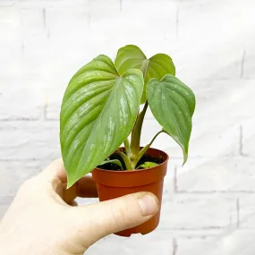 10cm Philodendron Mamei House Plant 7cm Pot