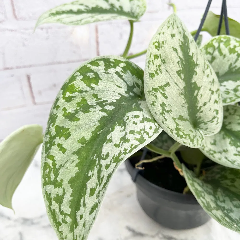 30 - 50cm Exotica Pothos Silvery Ann Epipremnum in Hanging 17cm Pot