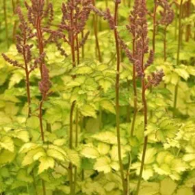 Astilbe 'Beauty of Lisse" 2g