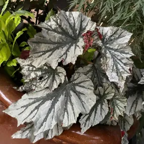 Begonia Angel Wing Looking Glass 4"