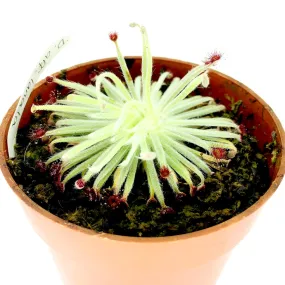 Drosera aff. lanata