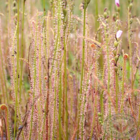 Drosera filiformis filiformis Seeds