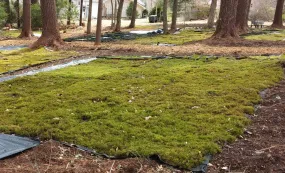 Mixed Species Mats -- Shade -- Lawns